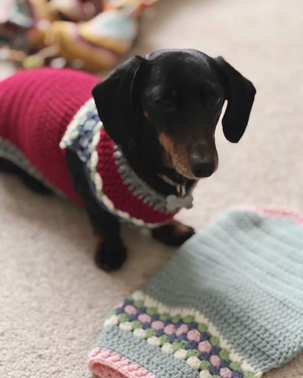 Bertie’s Jumper