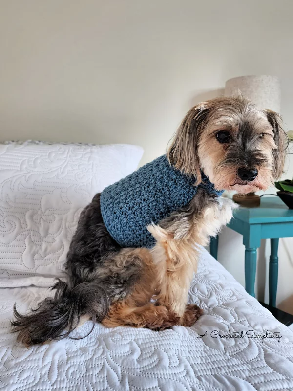 Chewy’s Dog Sweater