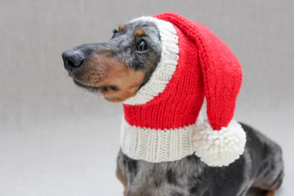 Santa Dog Hat Knitting Pattern