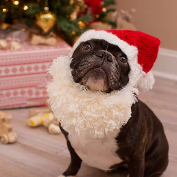 Santa Doggie Knitted Hat